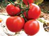 供应齐达利—番茄种子