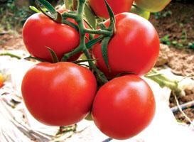 供应齐达利—番茄种子