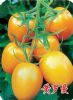供应黄罗曼—番茄种苗