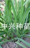 供应中兴四季青—韭菜种子、种苗