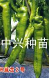 供应中兴威龙二号—辣椒种子、种苗