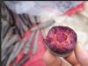 供应三紫胡萝卜—特色品种