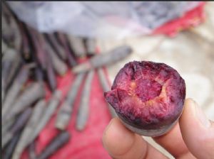 供应三紫胡萝卜—特色品种