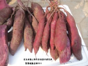 供应紫薯——特色品种