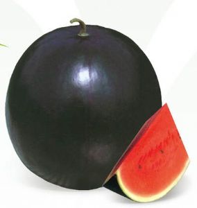 供应黑冠—西瓜种子