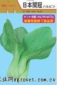 供应日本闽冠——青梗菜种子