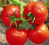 供应1201大红番茄—番茄种子