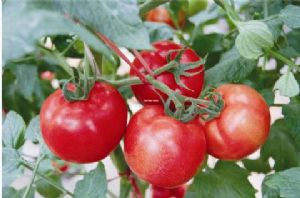 供应佳妃粉果大番茄—番茄种子