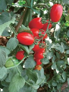 供应101红果小番茄—番茄种子