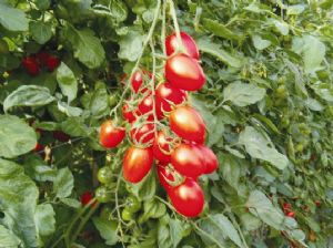 供应105红果小番茄—番茄种子
