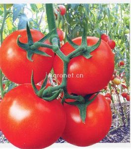 供应红钻2号——番茄种子