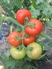 供应红禧—番茄种子