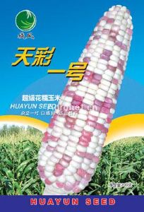 供应天彩一号——玉米种子