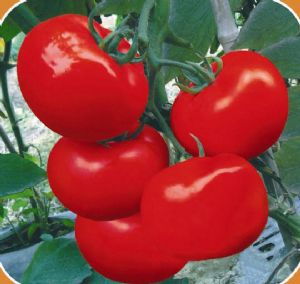 供应博顿大红番茄—番茄种子