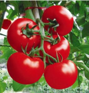 供应1220大红番茄—番茄种子