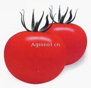 供应火龙珠——番茄种子