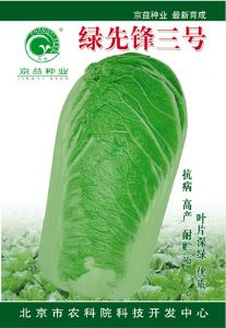 供应绿先锋三号——白菜种子