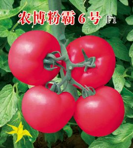 供应农博粉霸6号—番茄种子