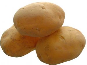 供应克星6号马铃薯种子