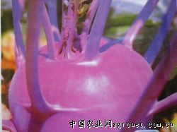 供应紫苤蓝F1—甘蓝种子