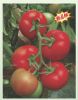 8072番茄-番茄种子
