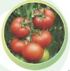 6169番茄-番茄种子