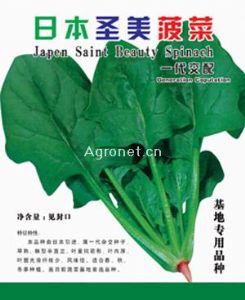 供应日本圣美菠菜——菠菜种子