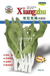 供应世纪先锋——白菜苔种子
