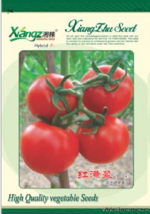 供应红满盈—番茄种子