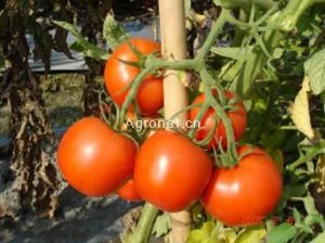 供应西红柿309－番茄种子