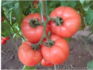 供应粉达—抗TY无限型粉番茄