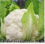 供应春雪55—春花菜品种