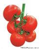 供应赛美—抗TY无限型红番茄