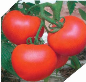 供应庞氏520—番茄种子