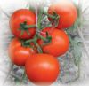 供应庞氏320—番茄种子