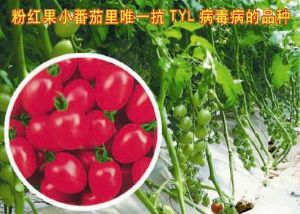 供应秀玉五号—樱桃番茄种子
