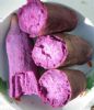 供应紫薯一级优质种薯种子