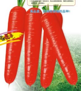 供应大红春—胡萝卜种子