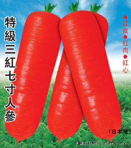供应特级三红七寸人参—胡萝卜种子