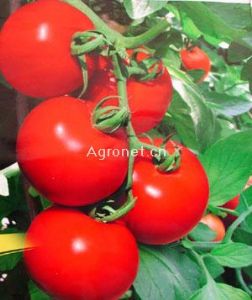 R2160中抗线虫）-番茄种子