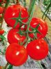 供应特斯－大红番茄种子