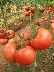 供应改良粉王—番茄种苗