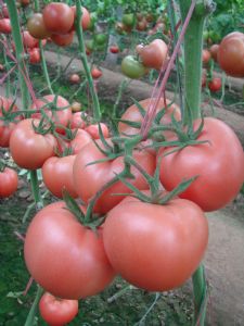 供应粉贝琪—丰润番茄种苗