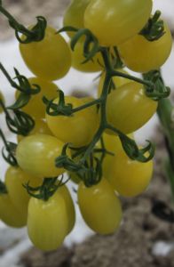 供应玲珑—番茄种子