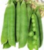 供应超级豌豆—豌豆种子