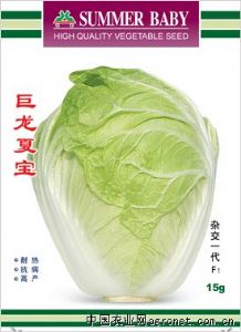 供应巨龙夏宝—白菜种子