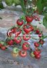 供应粉桃1号-番茄种子