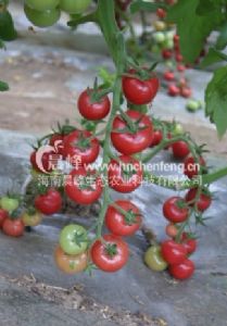 供应粉桃1号-番茄种子