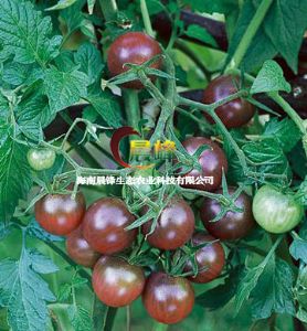供应番茄种子-黑樱桃番茄