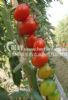 供应状元红-番茄种子